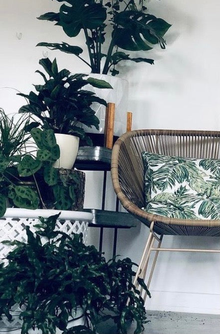 4  Air Purifying Plants For Your Salon
